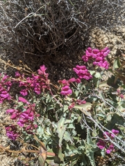 Penstemon clevelandii connatus