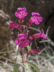 Penstemon clevelandii connatus
