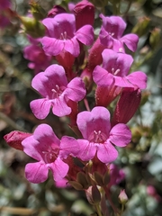 Penstemon clevelandii connatus