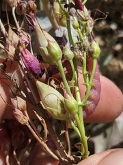 Penstemon clevelandii connatus