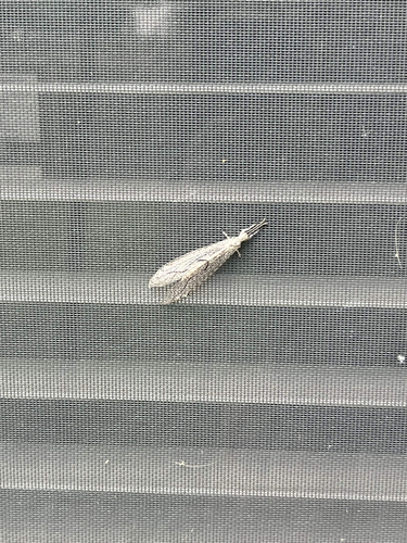 Euptilon ornatum