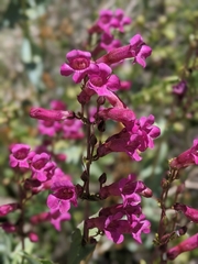 Penstemon clevelandii connatus