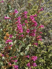 Penstemon clevelandii connatus