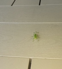 Tettigonia viridissima