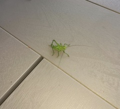 Tettigonia viridissima