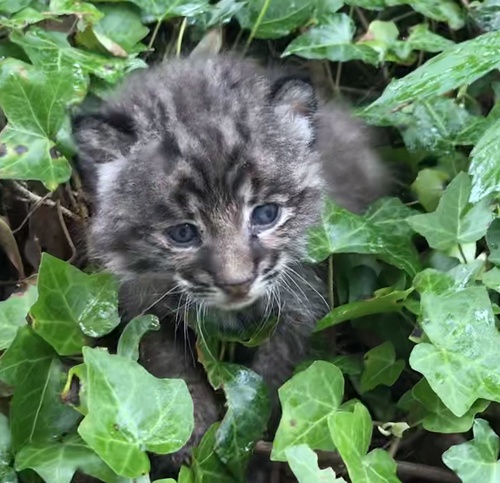 Bobcat photographed in Tennessee