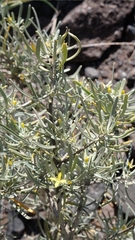 Cneorum pulverulentum