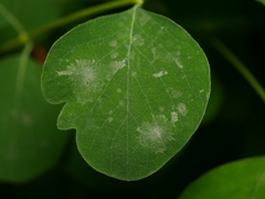 Erysiphe symphoricarpi