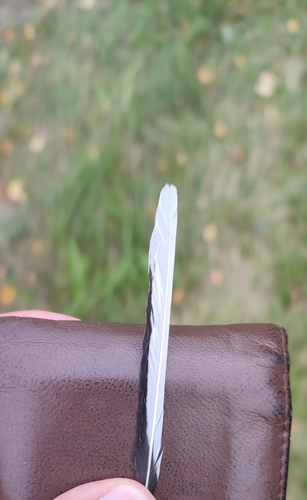 Plume de Bergeronnette grise
