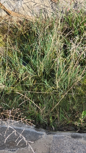 european alkali grass