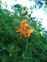 Lilium debile