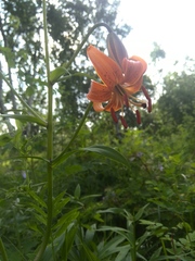 Lilium debile