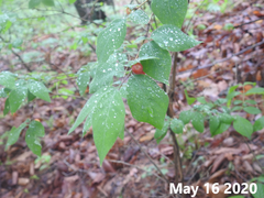 Lonicera praeflorens