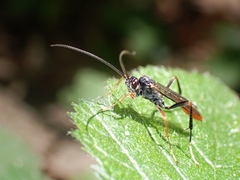 Polytribax perspicillator