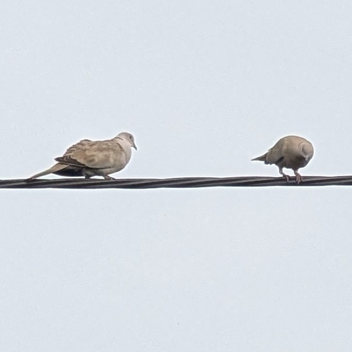 Eurasian Collared-Dove