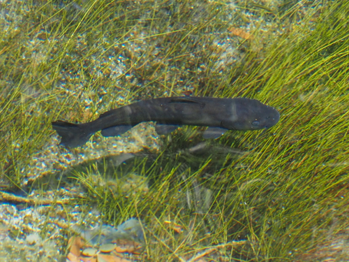 Headwater Catfish