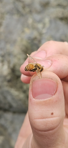 Western Honey Bee