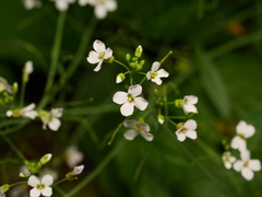 Arabidopsis arenosa