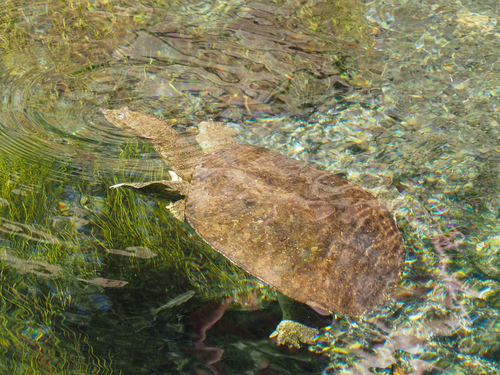 Spiny Softshell
