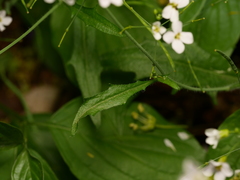 Arabidopsis arenosa