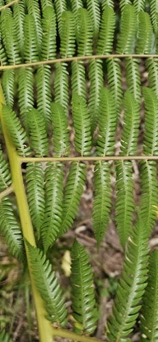 silver fern