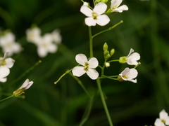 Arabidopsis arenosa