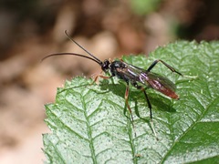Polytribax perspicillator