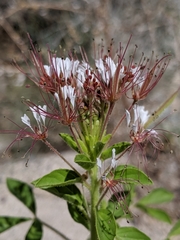 Polanisia dodecandra trachysperma