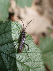 Polytribax perspicillator