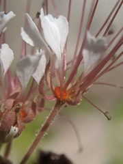 Polanisia dodecandra trachysperma