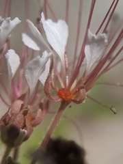 Polanisia dodecandra trachysperma