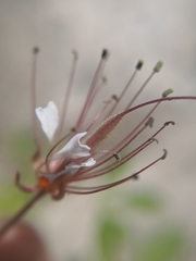 Polanisia dodecandra trachysperma