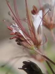 Polanisia dodecandra trachysperma