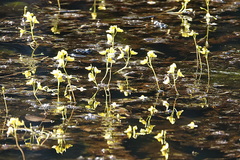 Utricularia aurea