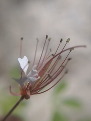 Polanisia dodecandra trachysperma