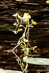 Utricularia aurea
