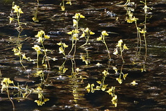 Utricularia aurea