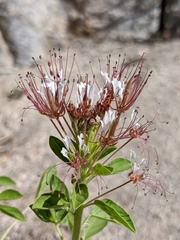 Polanisia dodecandra trachysperma