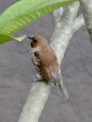 Lonchura punctulata