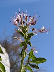 Polanisia dodecandra trachysperma