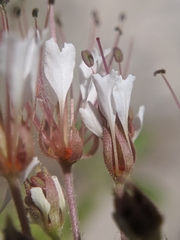 Polanisia dodecandra trachysperma