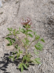 Polanisia dodecandra trachysperma