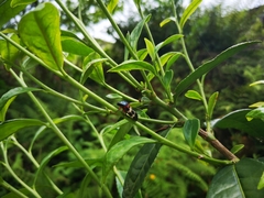 Cosmoscarta exultans