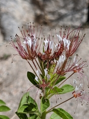 Polanisia dodecandra trachysperma