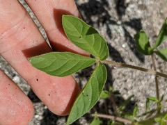 Polanisia dodecandra trachysperma