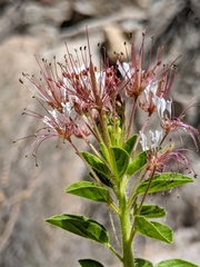 Polanisia dodecandra trachysperma
