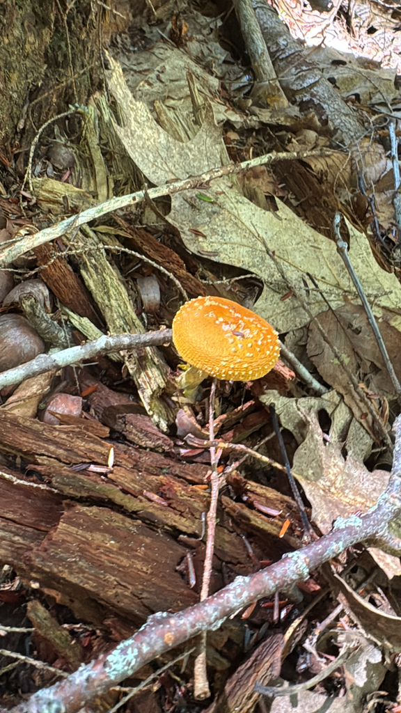 Frost's Amanita · September 2026 · photo: Photo: (c) Cyndy Sims (Parr), some rights reserved (CC BY) · iNaturalist