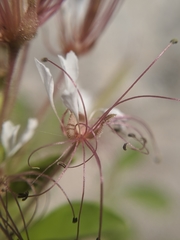 Polanisia dodecandra trachysperma