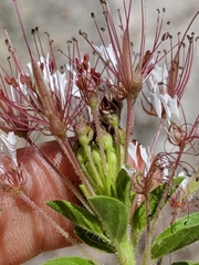 Polanisia dodecandra trachysperma