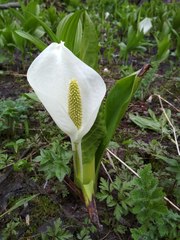Lysichiton camtschatcensis